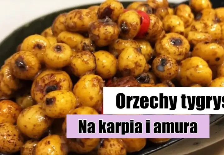 Orzech tygrysi: Skuteczna przynęta na duże karpie i amury? Poradnik.