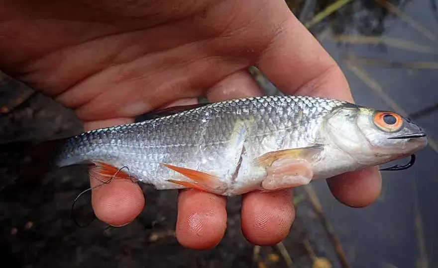 Lśniące przynęty: Jak wabić drapieżniki? Poradnik eksperta.