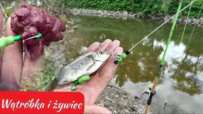 r&oacute;żne metody przygotowania wątr&oacute;bki na ryby