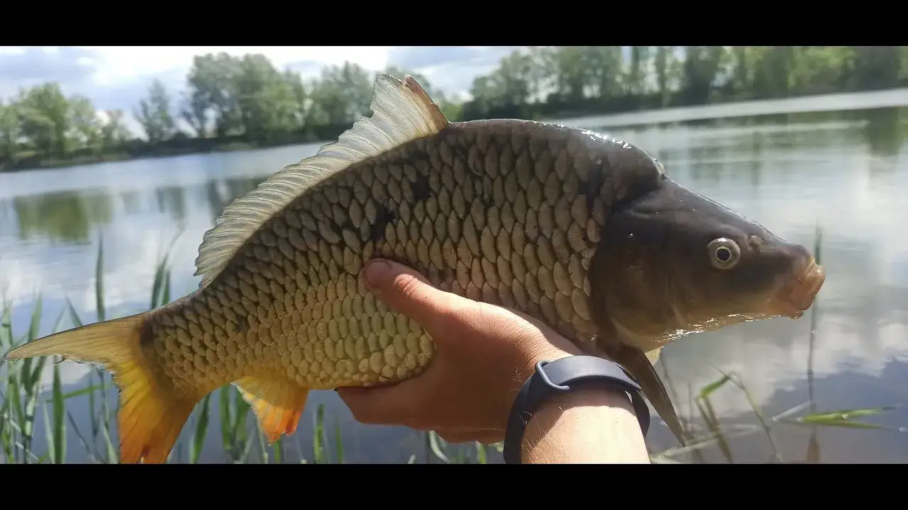 leszcz lin karaś karp wędkarstwo